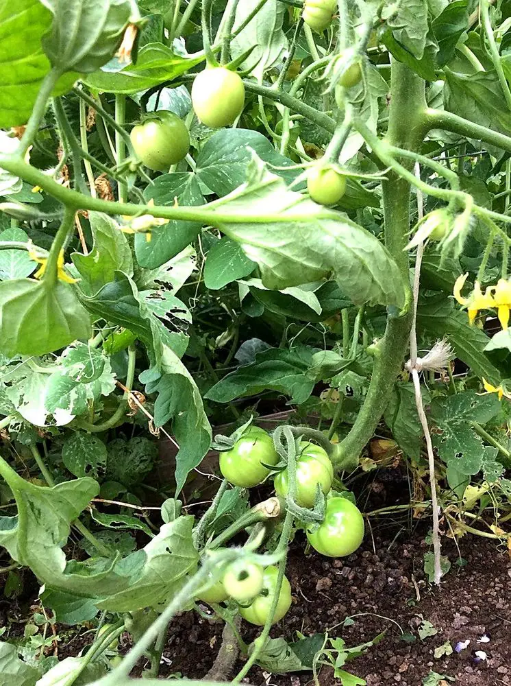 Tomates en la mata